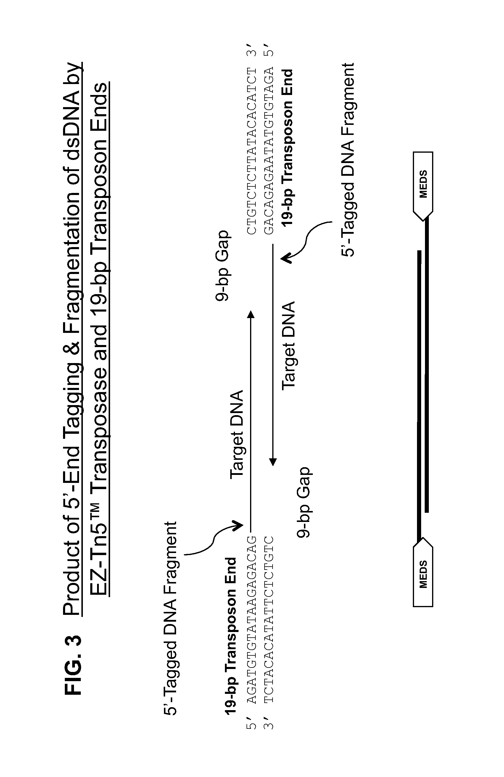 Transposon end compositions and methods for modifying nucleic acids