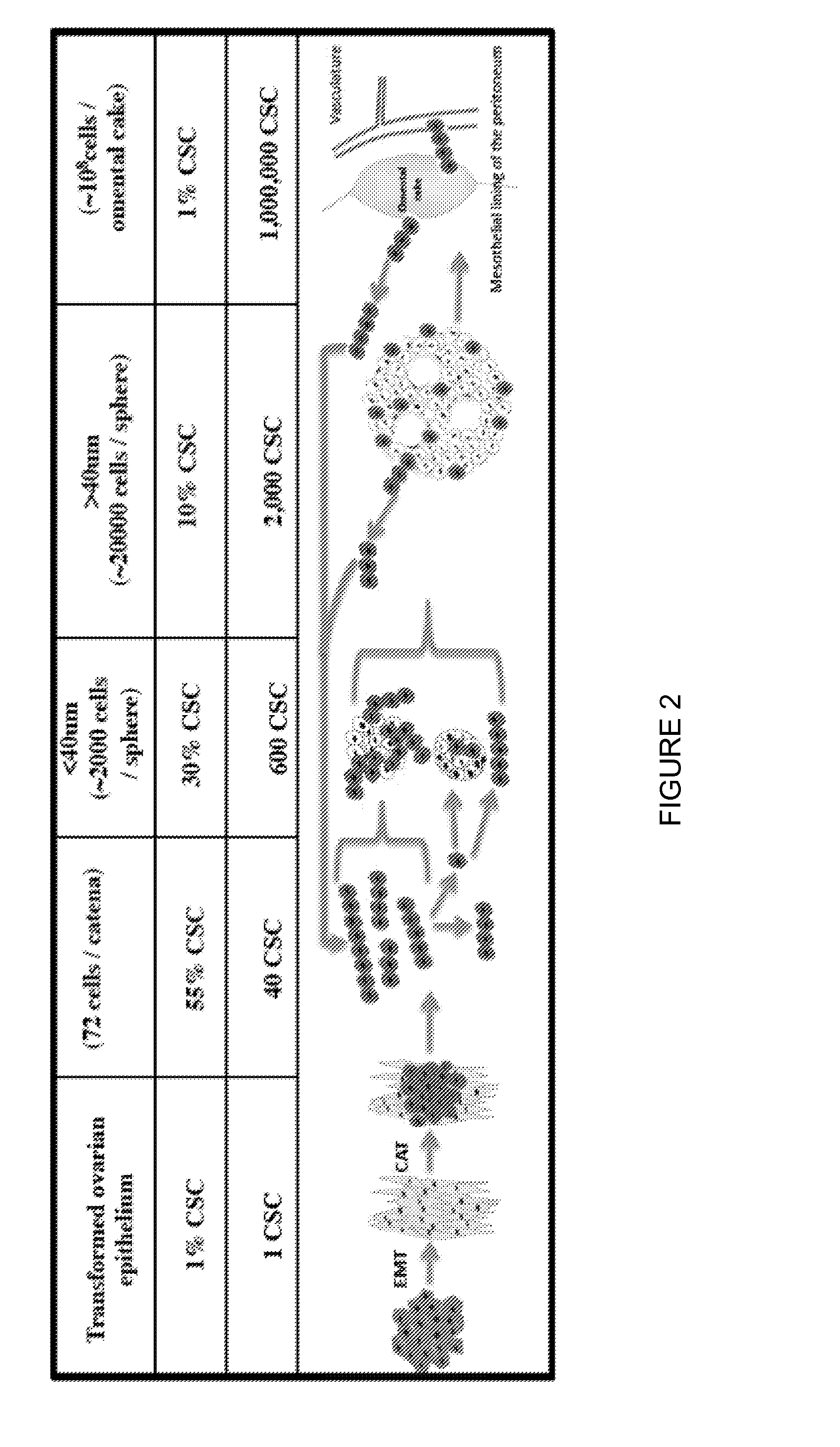 Methods of Treating Serosal Cancer