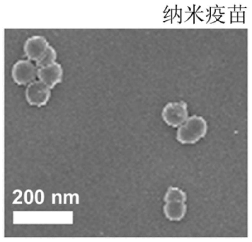 Application of heterocyclic compound containing at least two sulfur atoms to preparation of nano vaccine and prepared nano vaccine