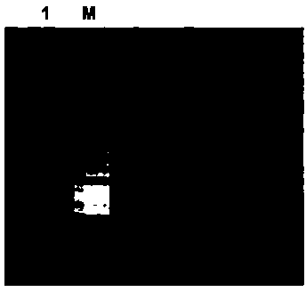 Sphingomonas alginate lyase gene ZH0-II as well as prokaryotic expression vector and application thereof