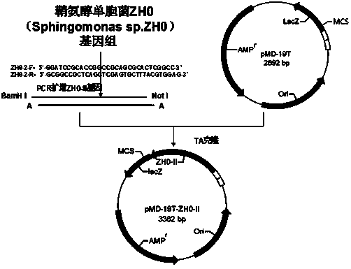 Sphingomonas alginate lyase gene ZH0-II as well as prokaryotic expression vector and application thereof