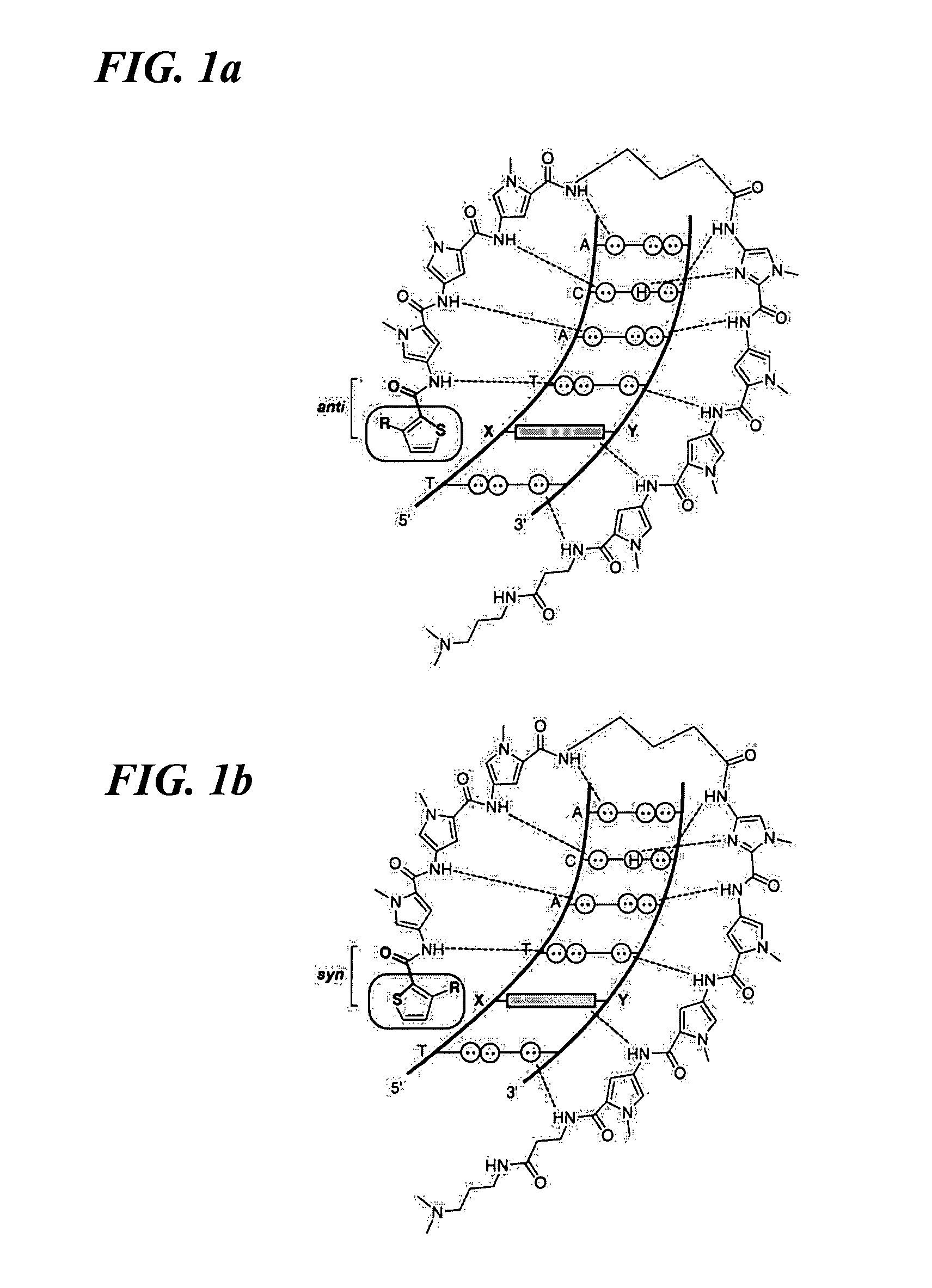 DNA-binding polymers