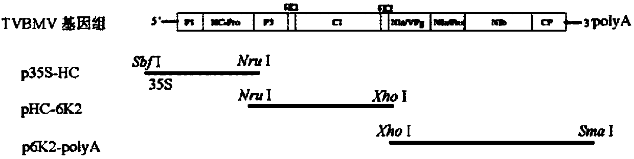 Potato Y virus gene fragment for efficiently producing siRNA, attenuated vaccine, preparation method and application thereof