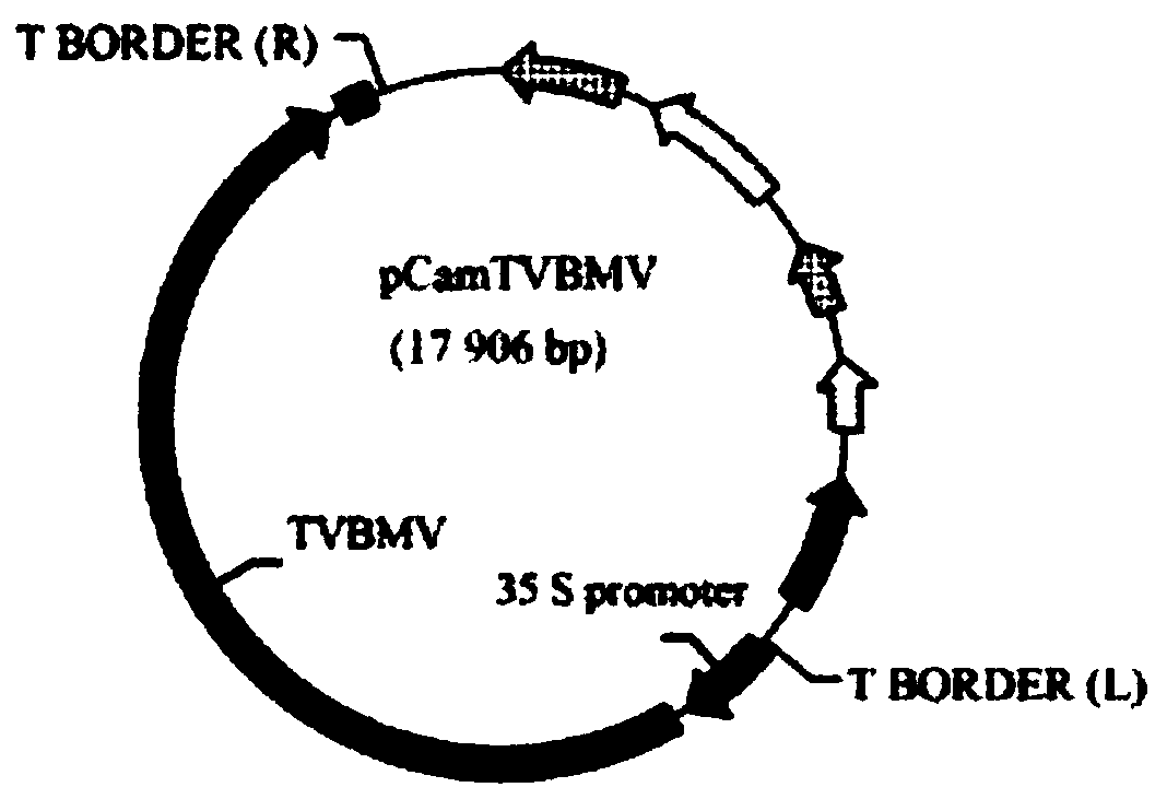 Potato Y virus gene fragment for efficiently producing siRNA, attenuated vaccine, preparation method and application thereof