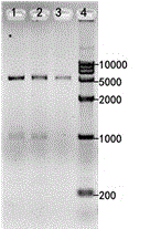 Wide spectrum bacteriophage chimeric lytic enzyme capable of resisting staphylococcus, preparation method and appliance thereof