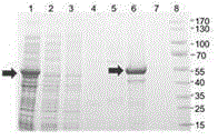 Wide spectrum bacteriophage chimeric lytic enzyme capable of resisting staphylococcus, preparation method and appliance thereof