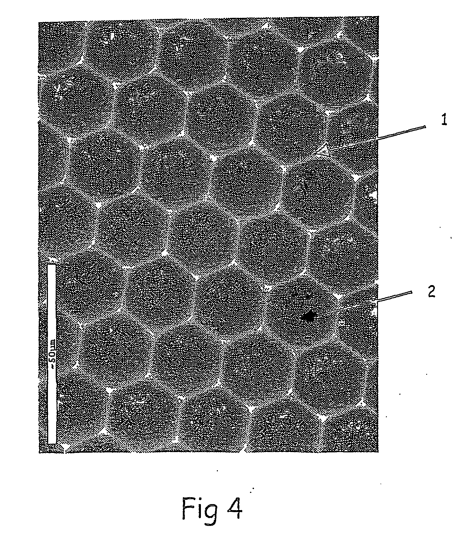 Interactive transparent individual cells biochip processor