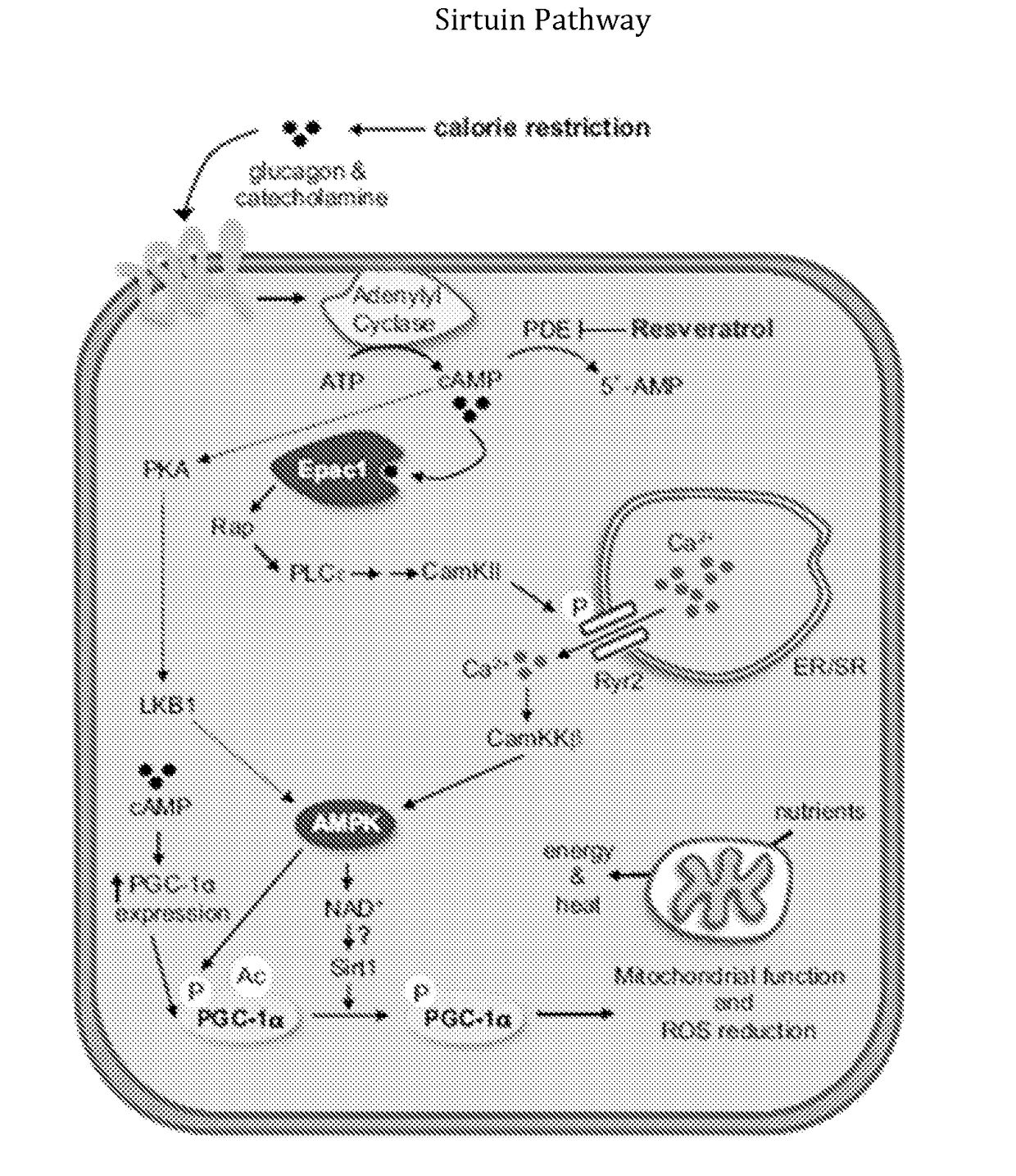 Compositions, methods and kits for treatment of diabetes and/or hyperlipidemia