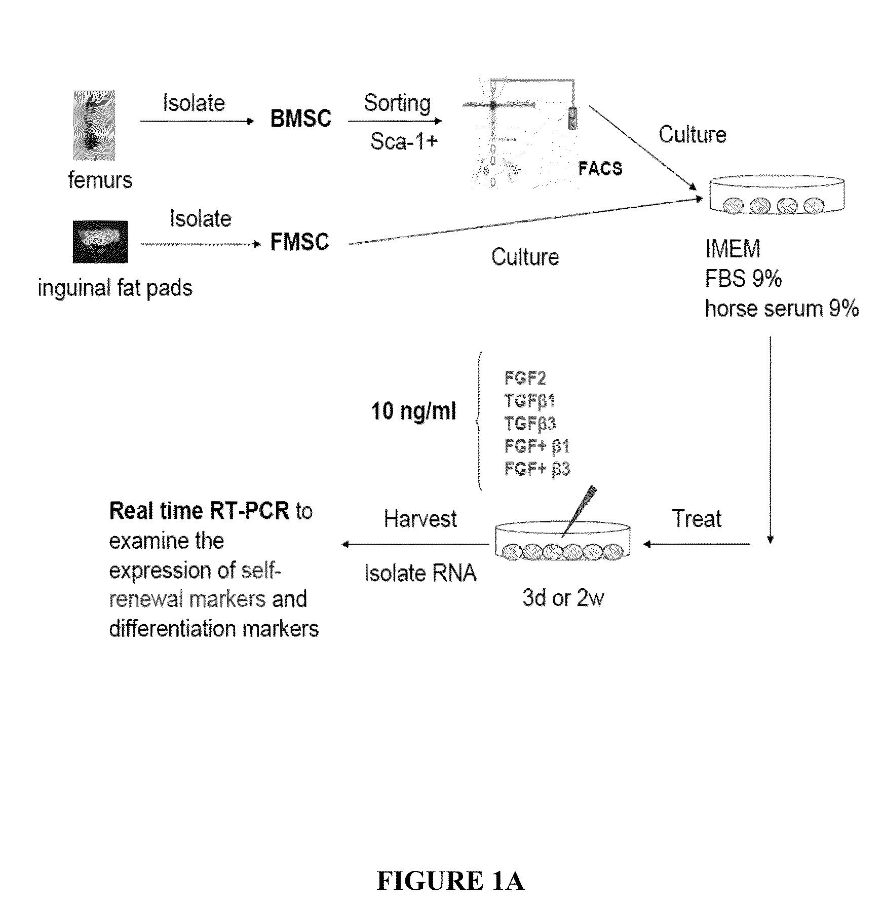 Differentiation of mesenchymal stem cells into fibroblasts, compositions comprising mesenchymal stem cell-derived fibroblasts, and methods of using the same