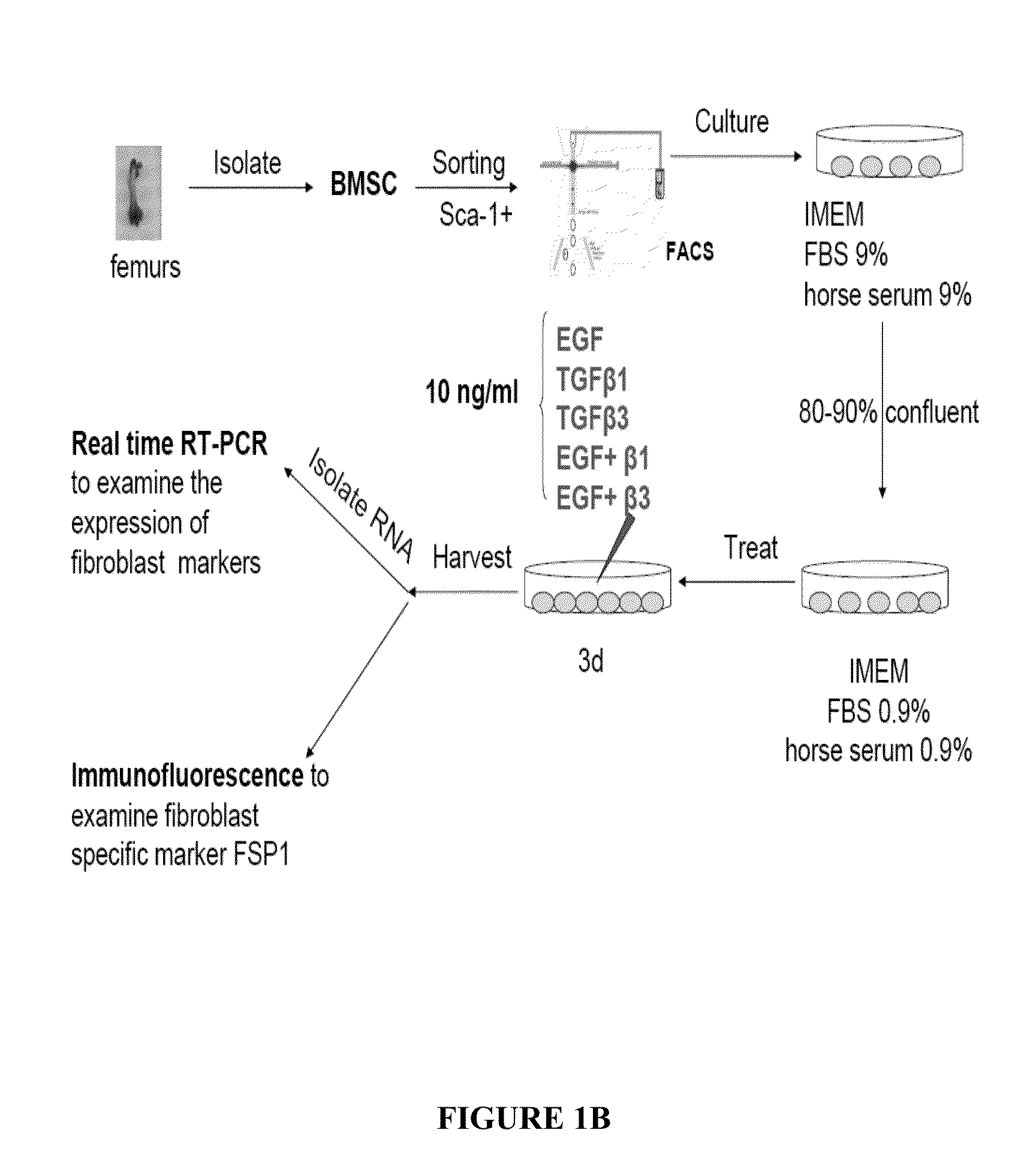 Differentiation of mesenchymal stem cells into fibroblasts, compositions comprising mesenchymal stem cell-derived fibroblasts, and methods of using the same