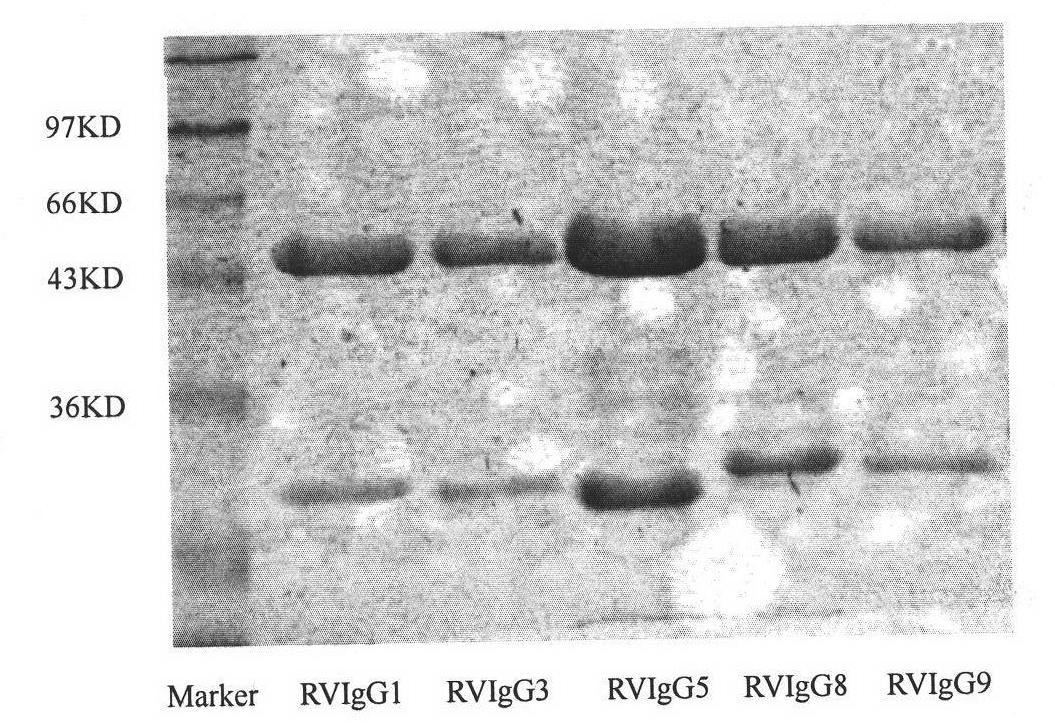 Humanized neutralizing antibody (RVFab8) against rabies virus glycoprotein