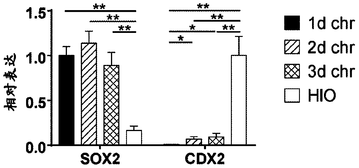 Esophageal tissue and/or organoid compositions and methods of making same