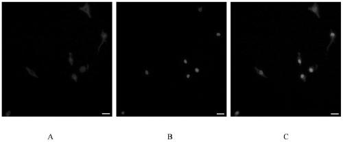 A kind of naked mole rat oligodendrocyte precursor cell culture method