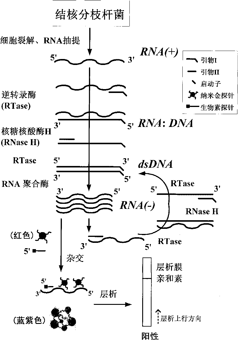 Method for detecting viable bacteria of Mycobacterium tuberculosis through isothermal amplification of nucleic acid and kit