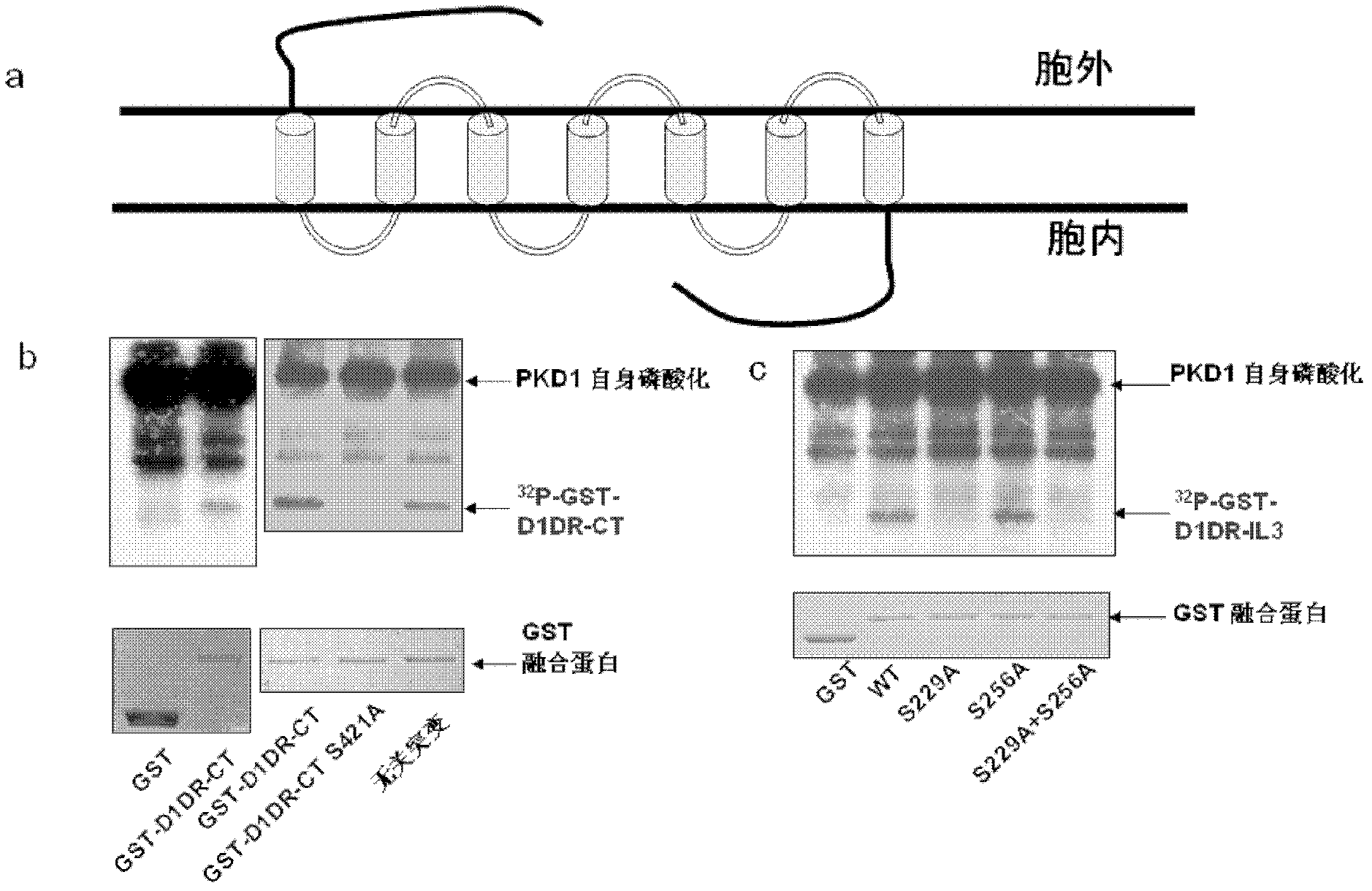 Polypeptide for inhibiting high motor activity induced by cocaine and application thereof