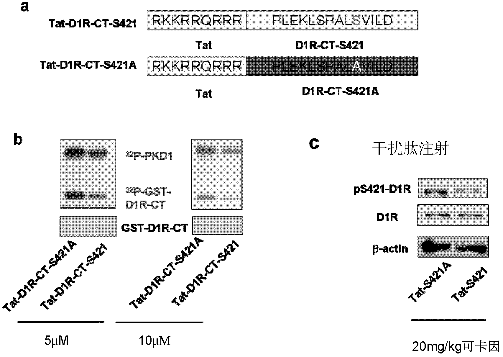 Polypeptide for inhibiting high motor activity induced by cocaine and application thereof