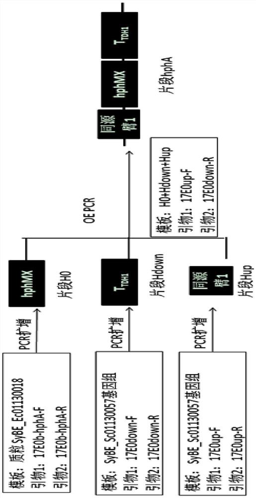 A kind of Saccharomyces cerevisiae engineering bacteria producing dihydroartemisinic acid and its construction method and application