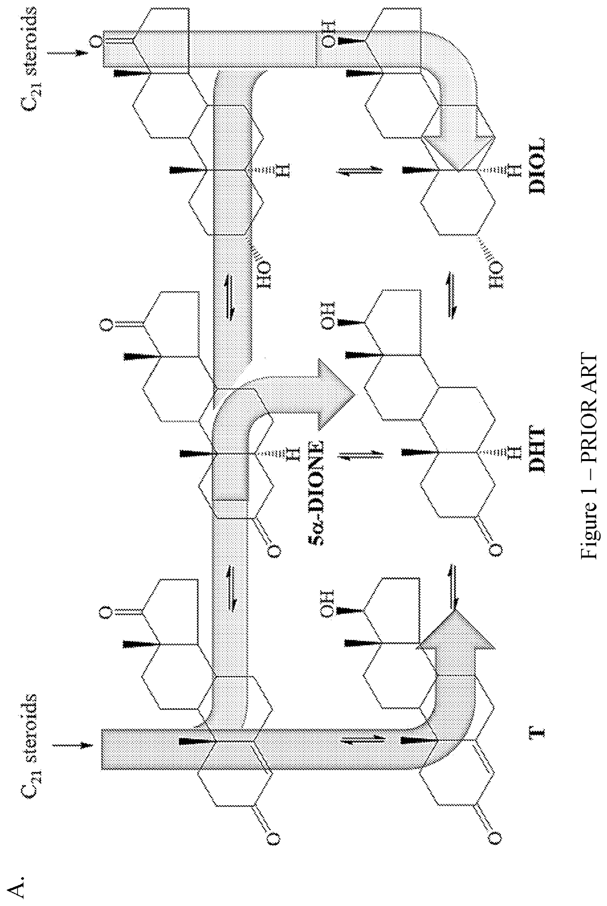 Coumarin-modified androgens for the treatment of prostate cancer