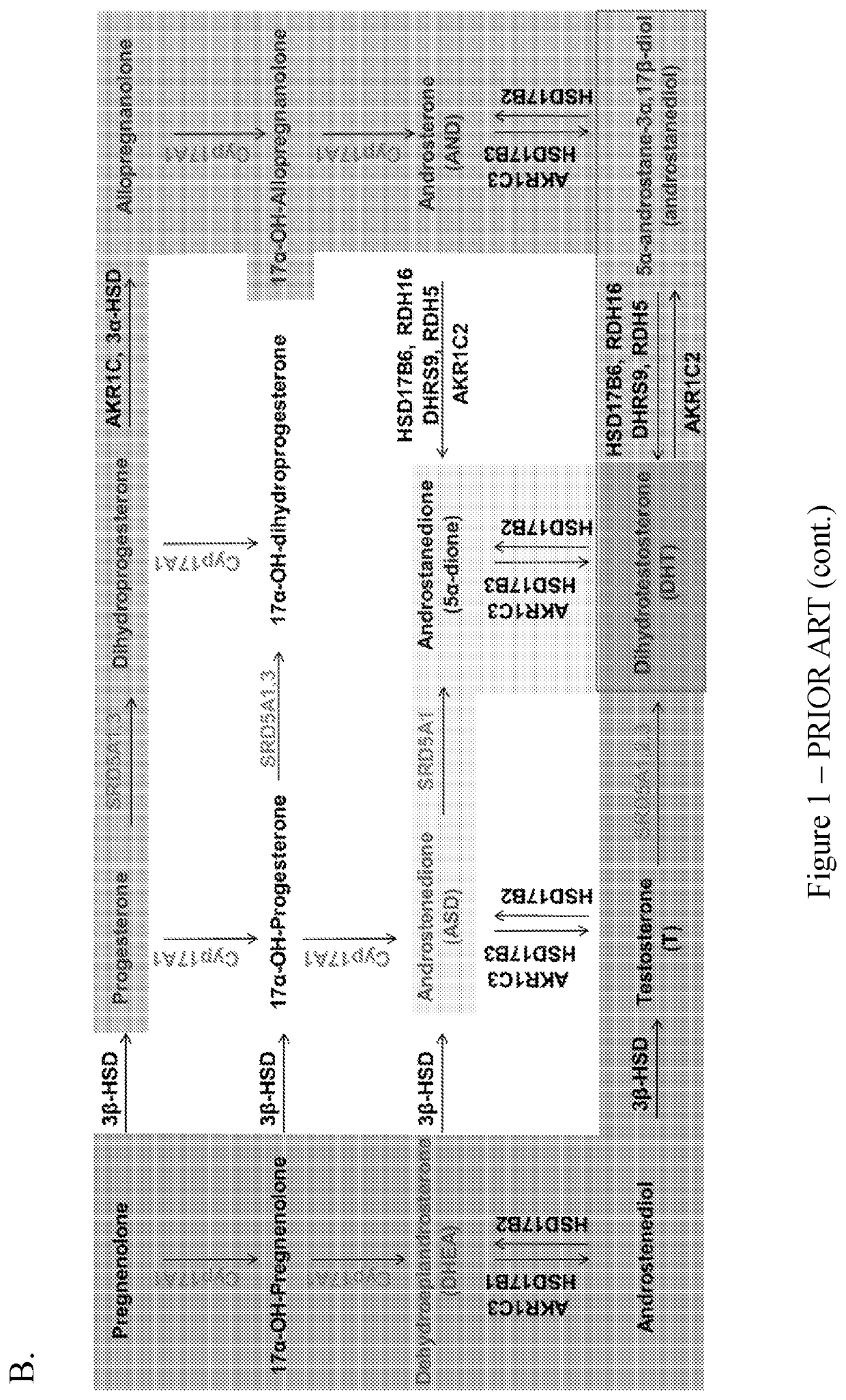 Coumarin-modified androgens for the treatment of prostate cancer