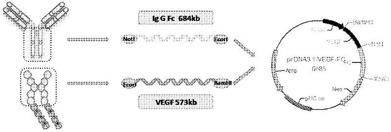 A fusion protein of endothelial cell growth factor and its application in regenerative medicine