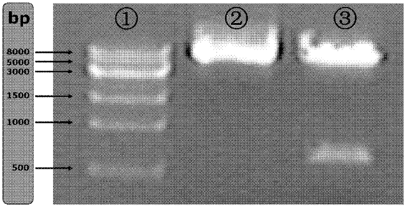 A fusion protein of endothelial cell growth factor and its application in regenerative medicine