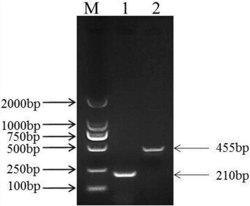 Primers for identifying pathogenic bacteria of tomato neck-root rot and wilt and kit