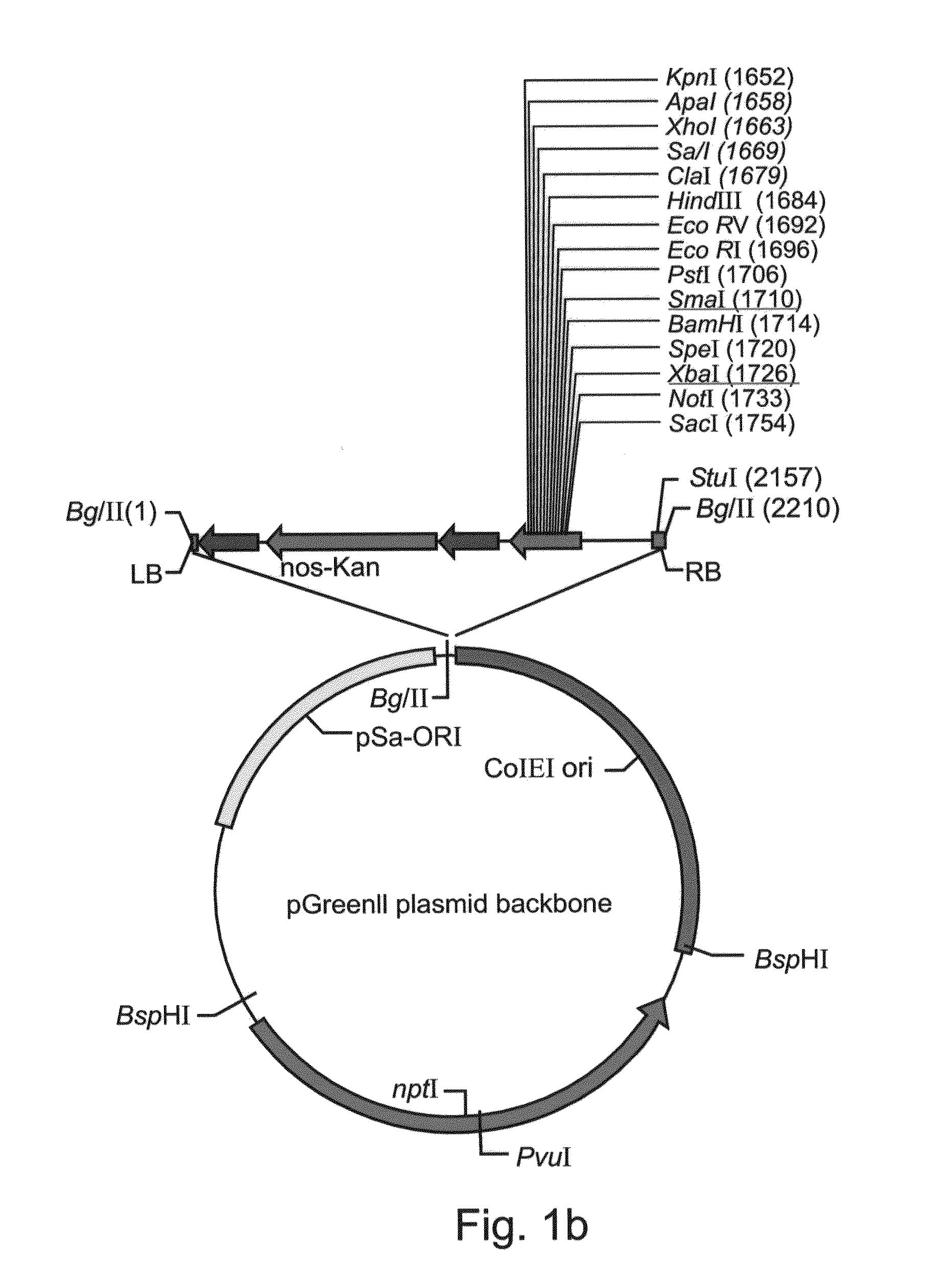 Production of high mannose proteins in plant culture