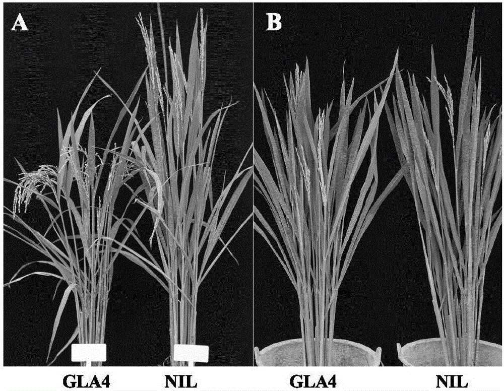 Rice heading period related protein, and coding gene and application thereof