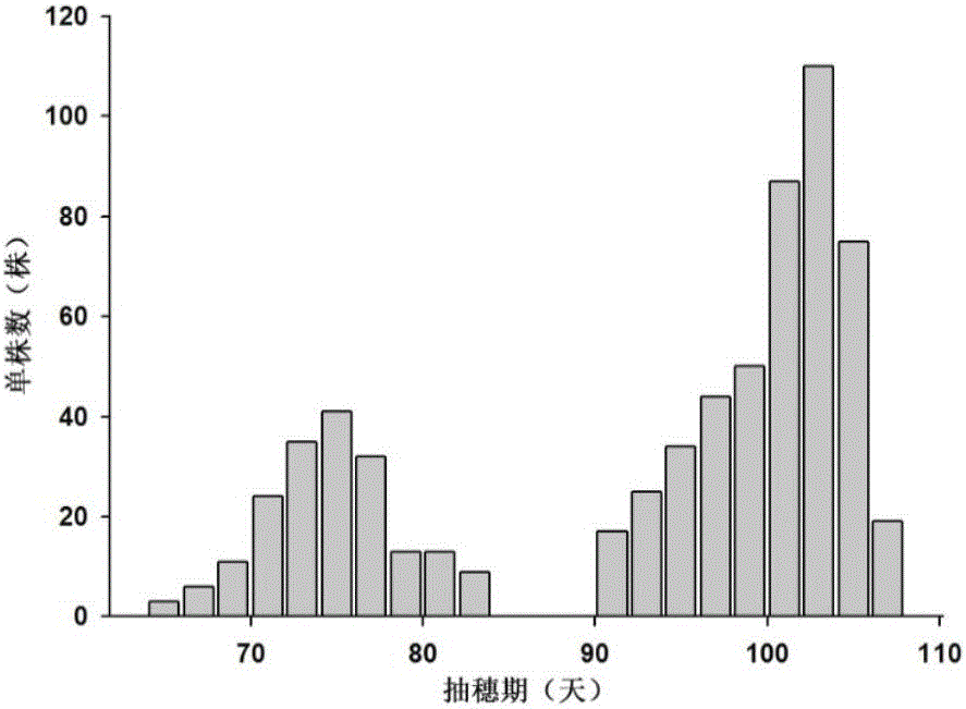 Rice heading period related protein, and coding gene and application thereof