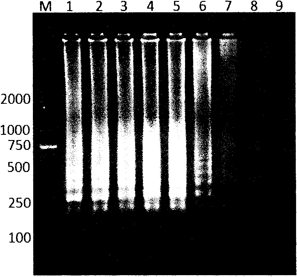 Coxsackie virus A16 type RT-LAMP (reverse transcription-loop-mediated isothermal amplification) nucleic acid assay kit