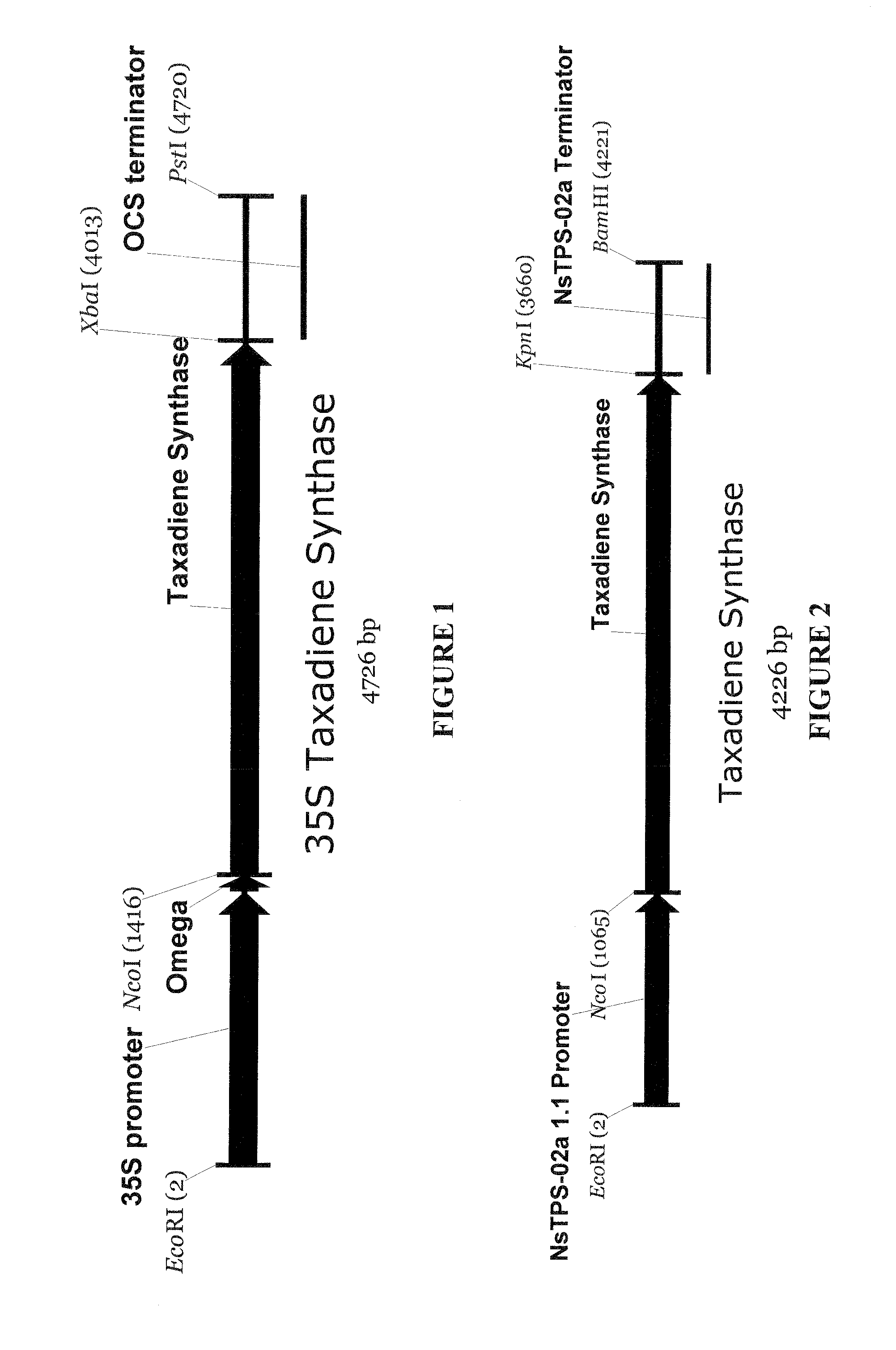 System for producing terpenoids in plants