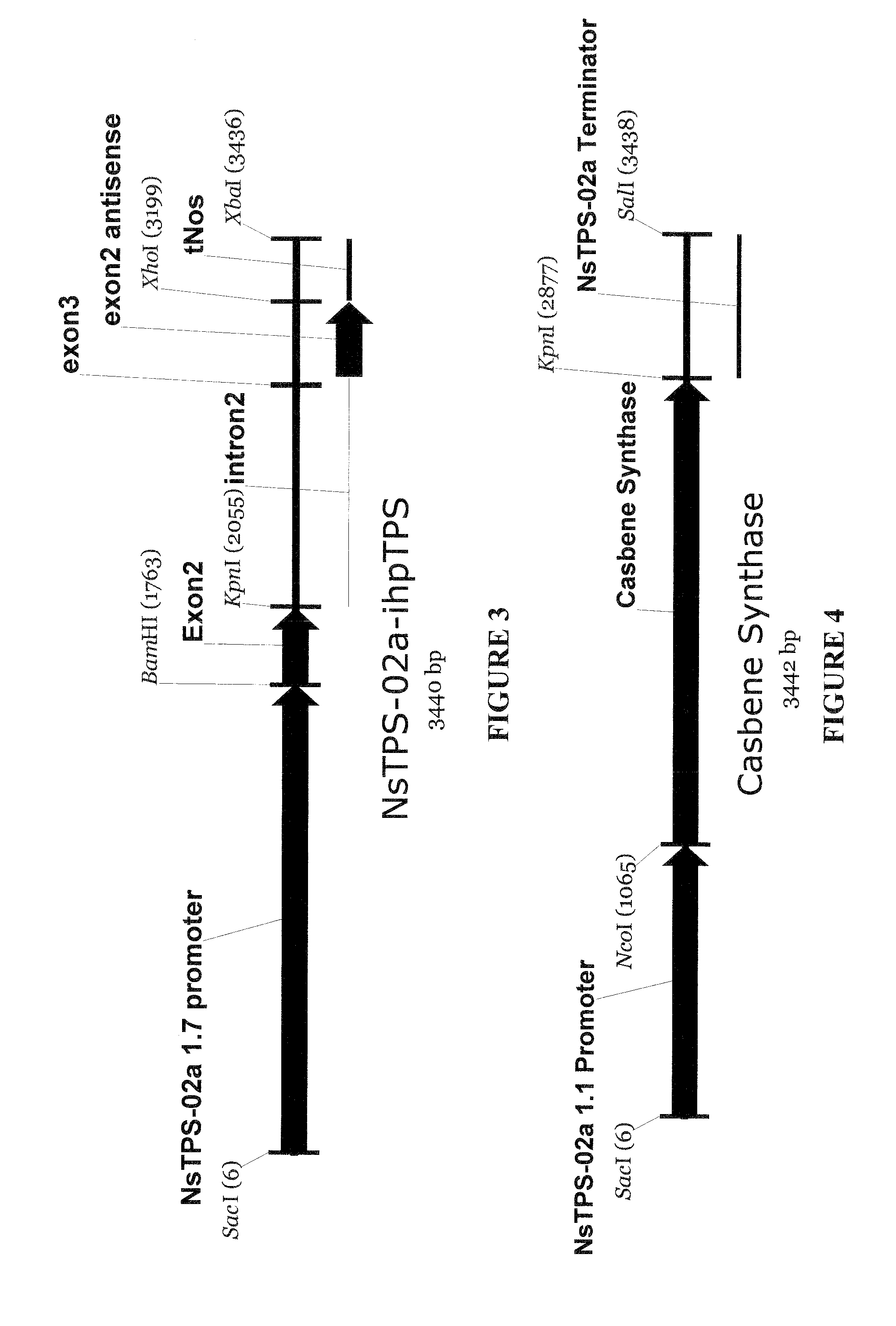 System for producing terpenoids in plants