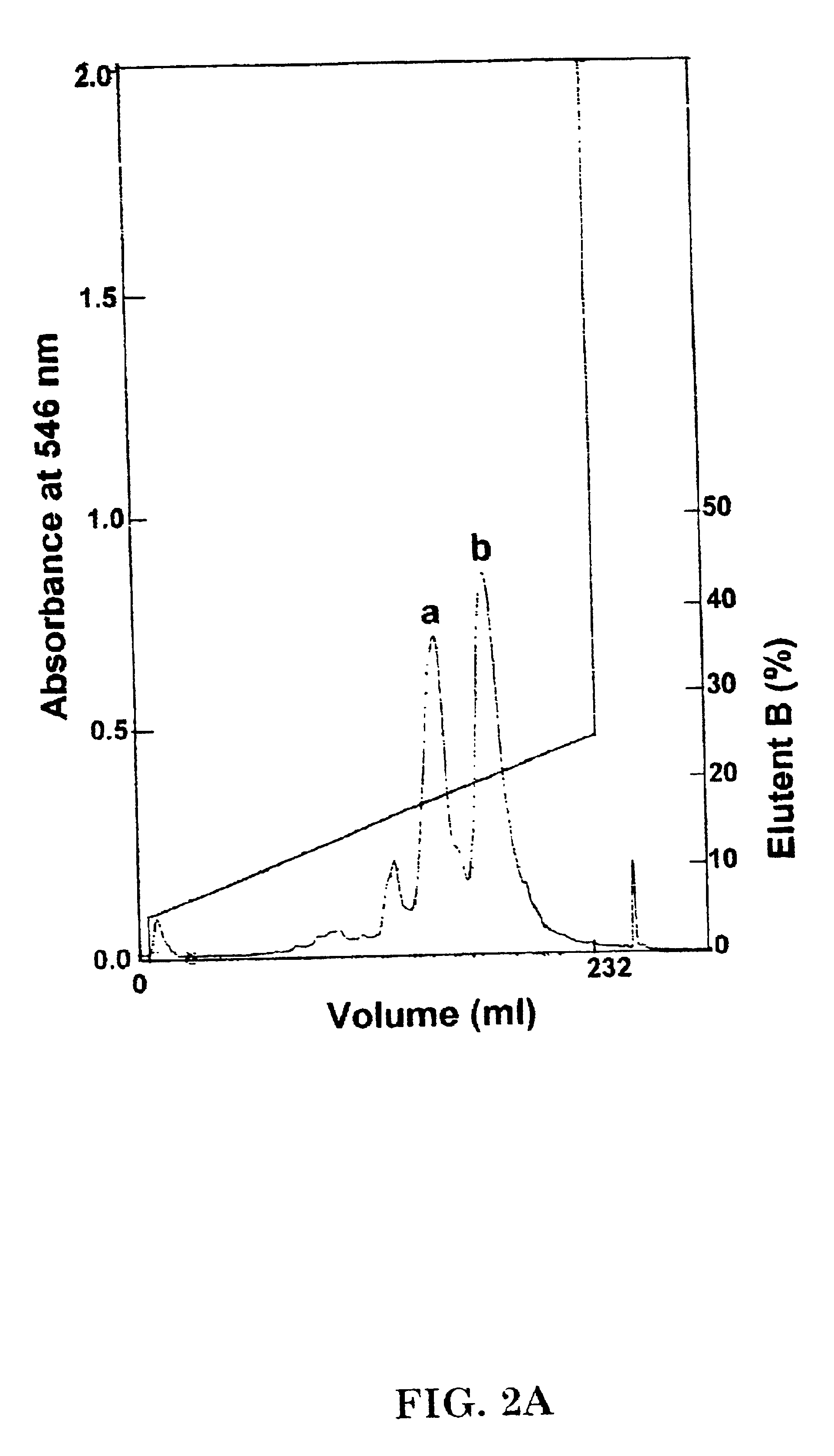 Low oxygen affinity mutant hemoglobins