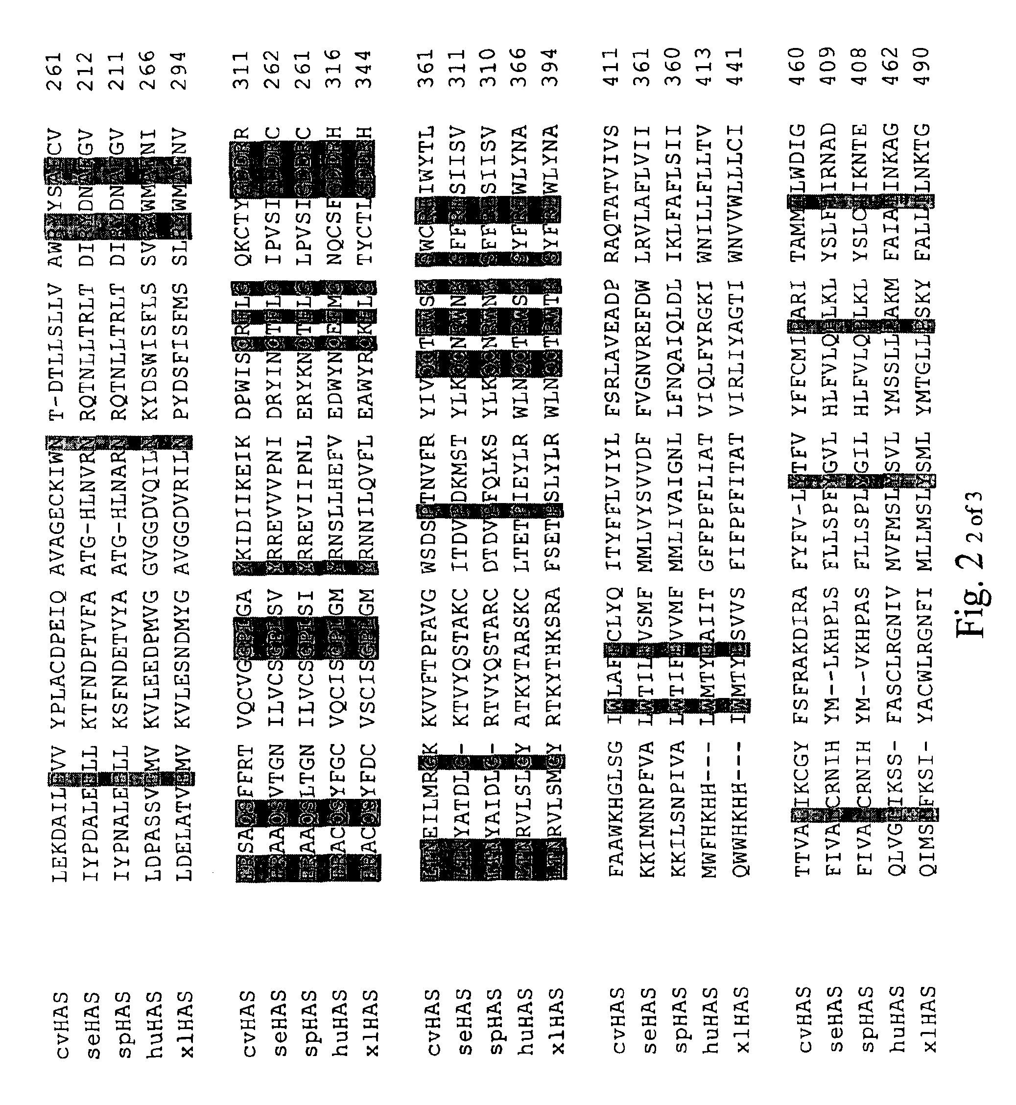 Hyaluronan synthase gene and uses thereof