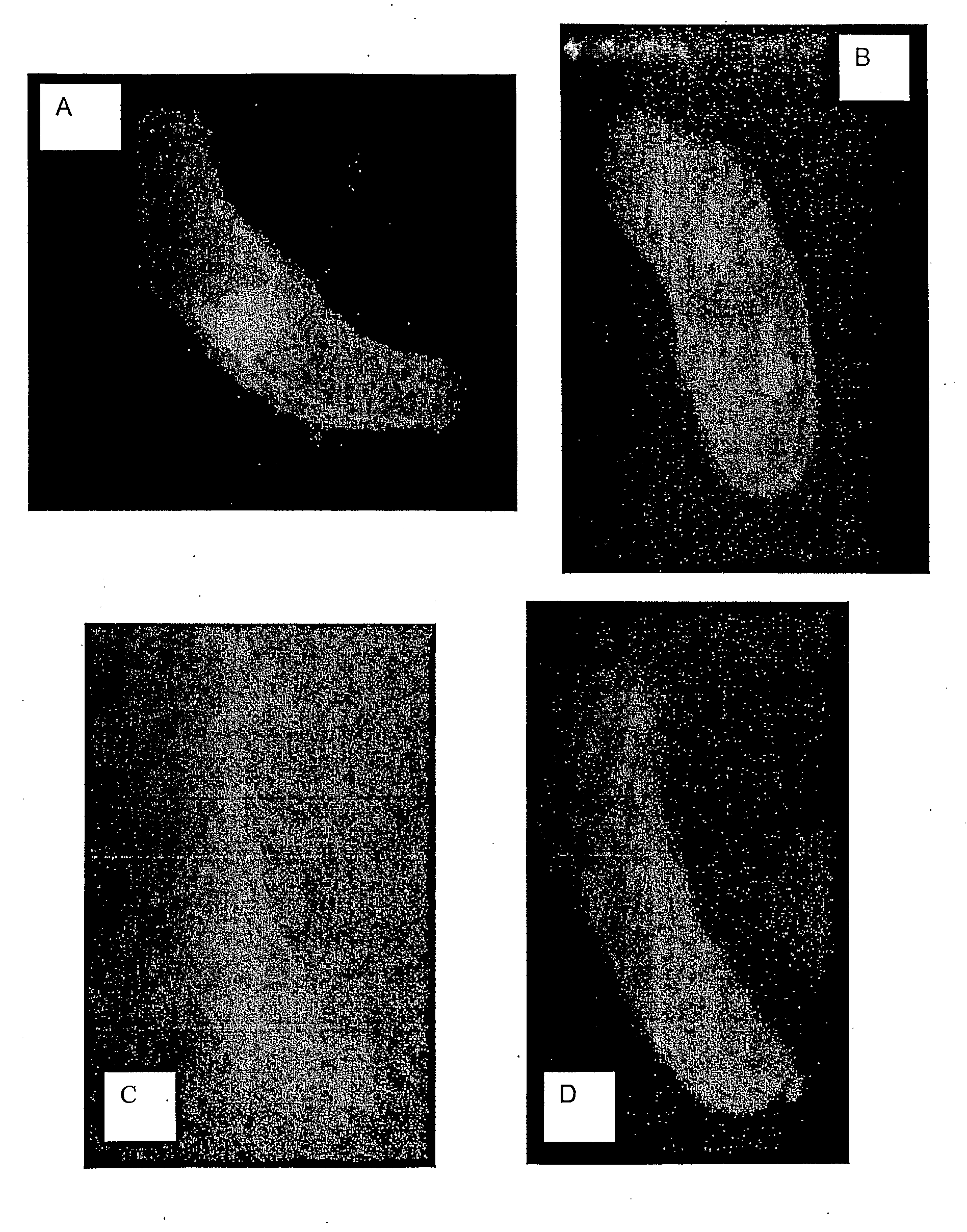 Vacuole targeting peptide and nucleic acid