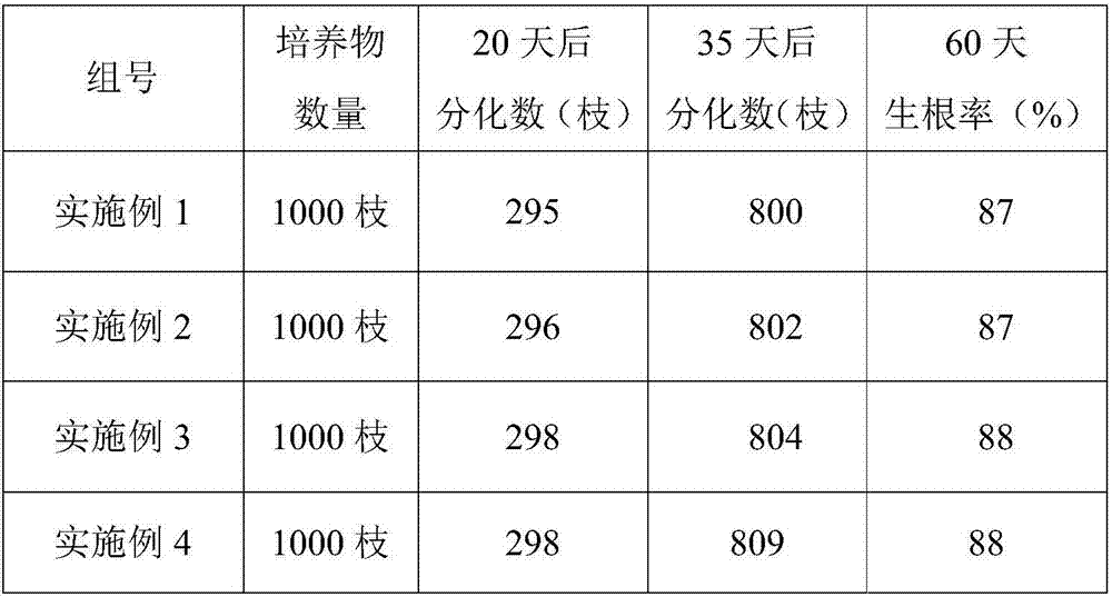 Rapid propagation and cultivation method for non-test-tube plantlets of Cotinus coggygria Royal purple