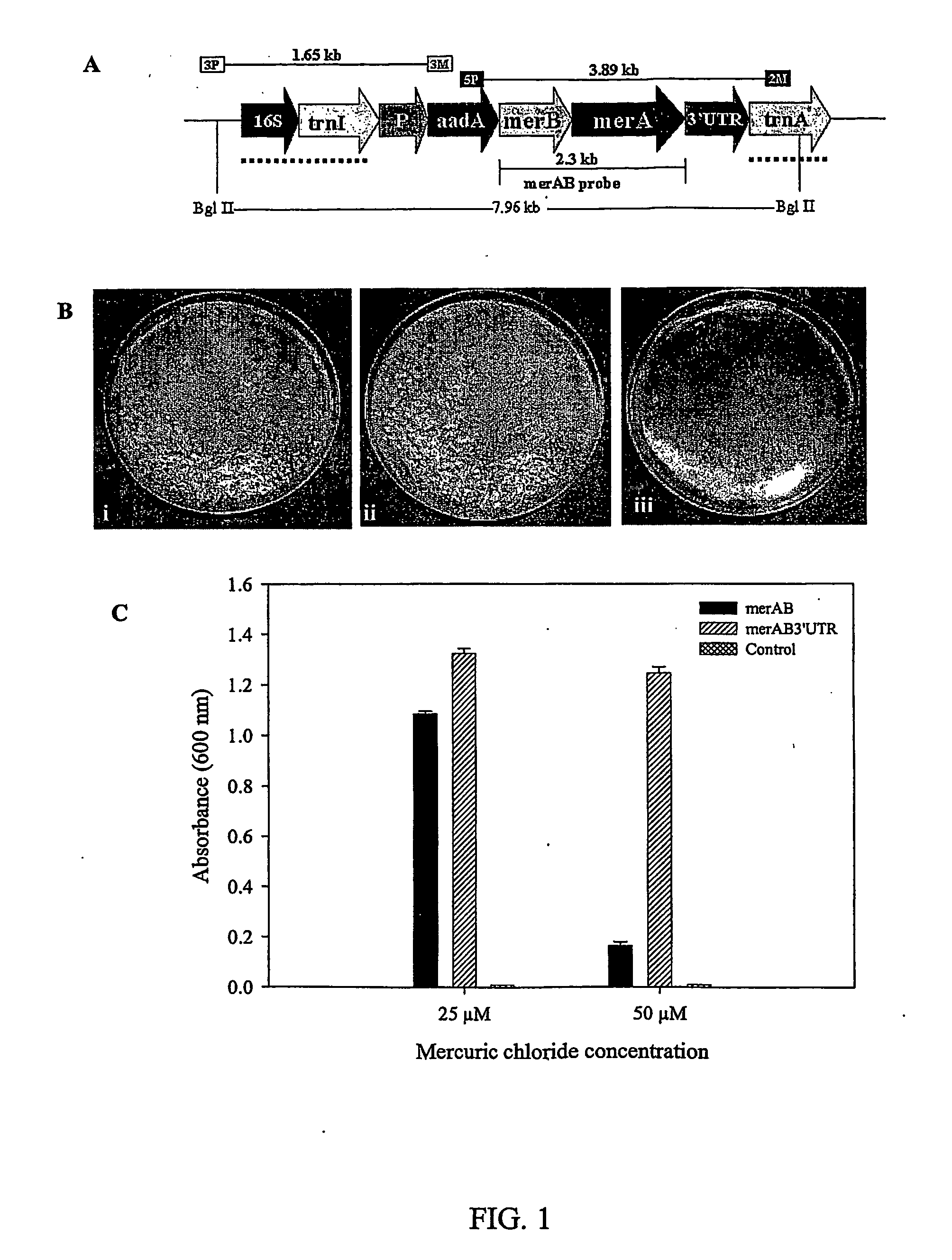 Phytoremediation of contaminant compounds via chloroplast genetic engineering