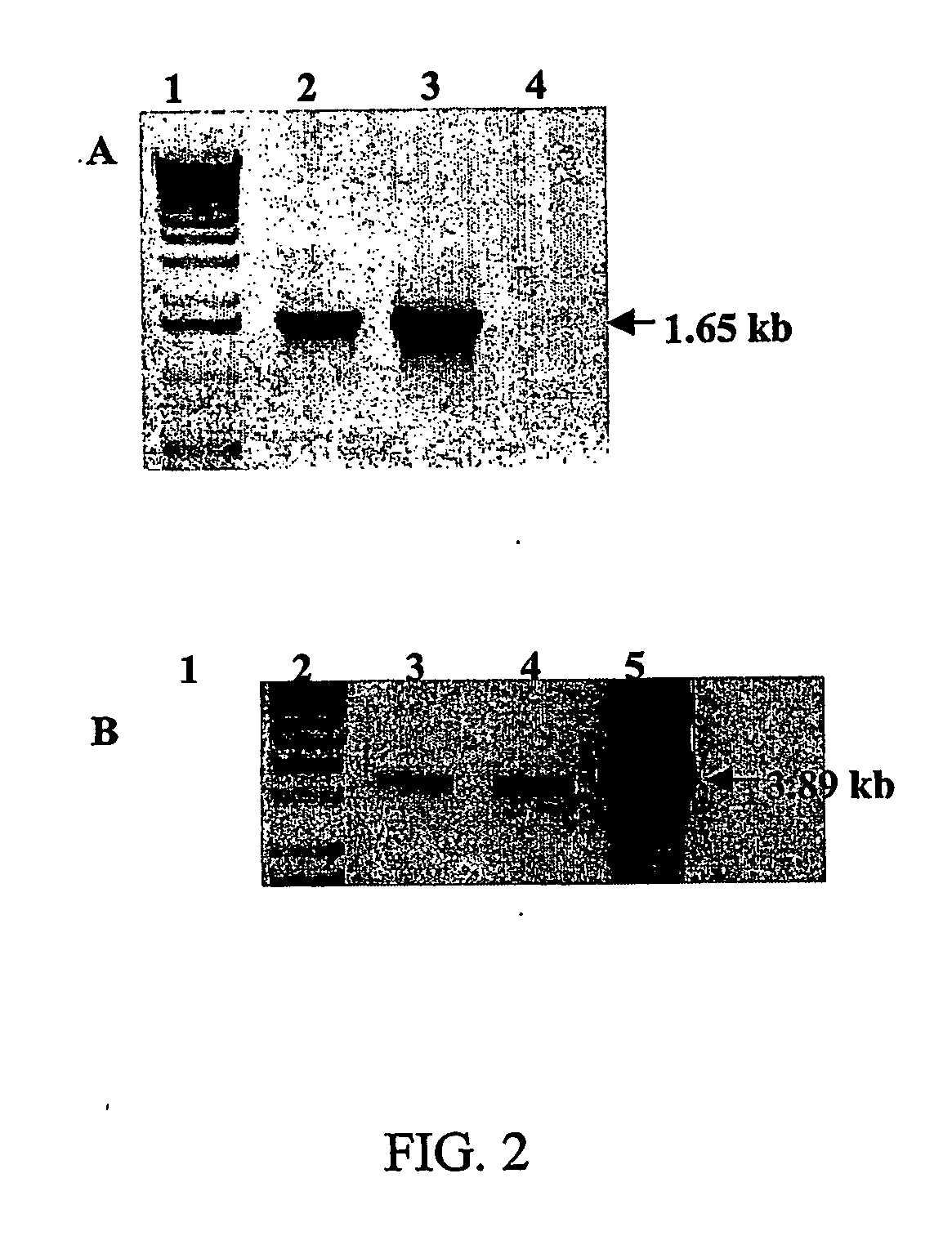 Phytoremediation of contaminant compounds via chloroplast genetic engineering