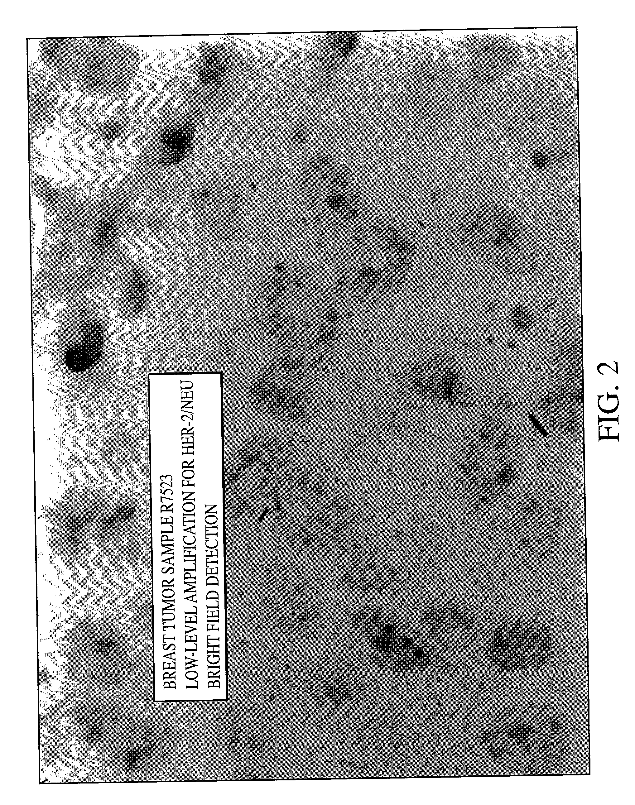 Method of detecting single gene copies in-situ