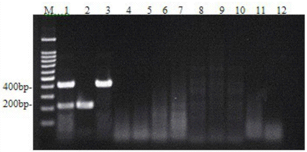 Double RT-PCR detection kit for H9 subtype avian influenza virus and duck tembusu virus