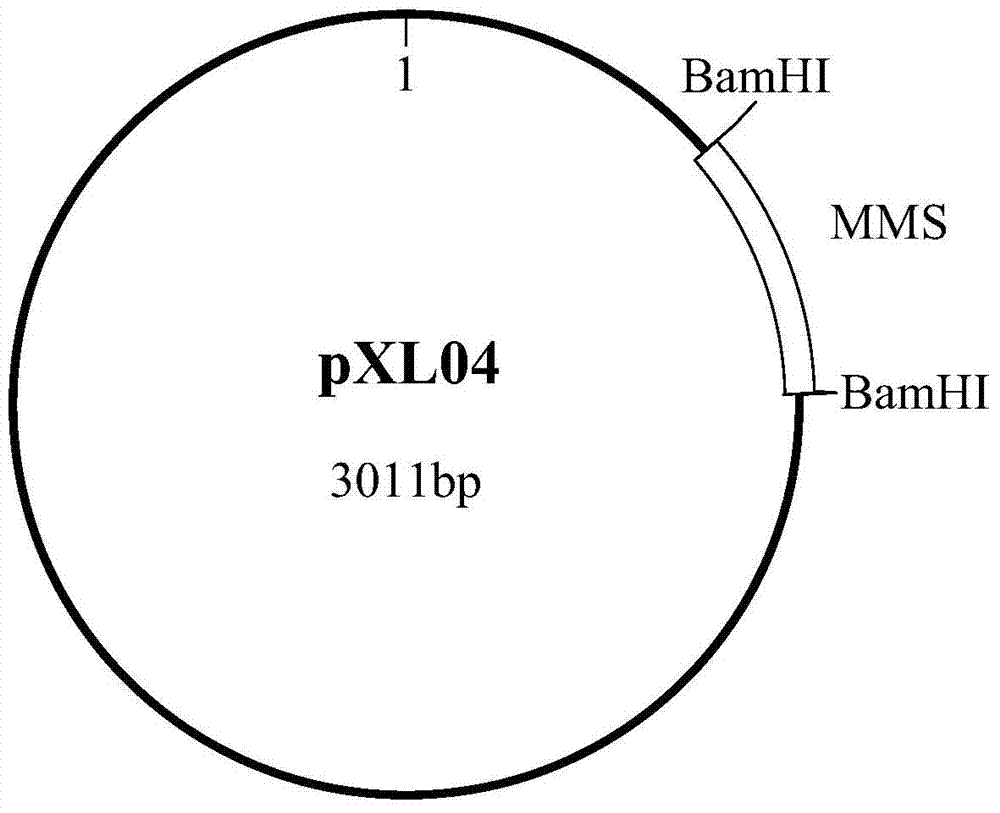 Plasmid standard molecule applicable to real-time fluorescence quantification PCR (Polymerase Chain Reaction) detection of enterobacter sakazakii