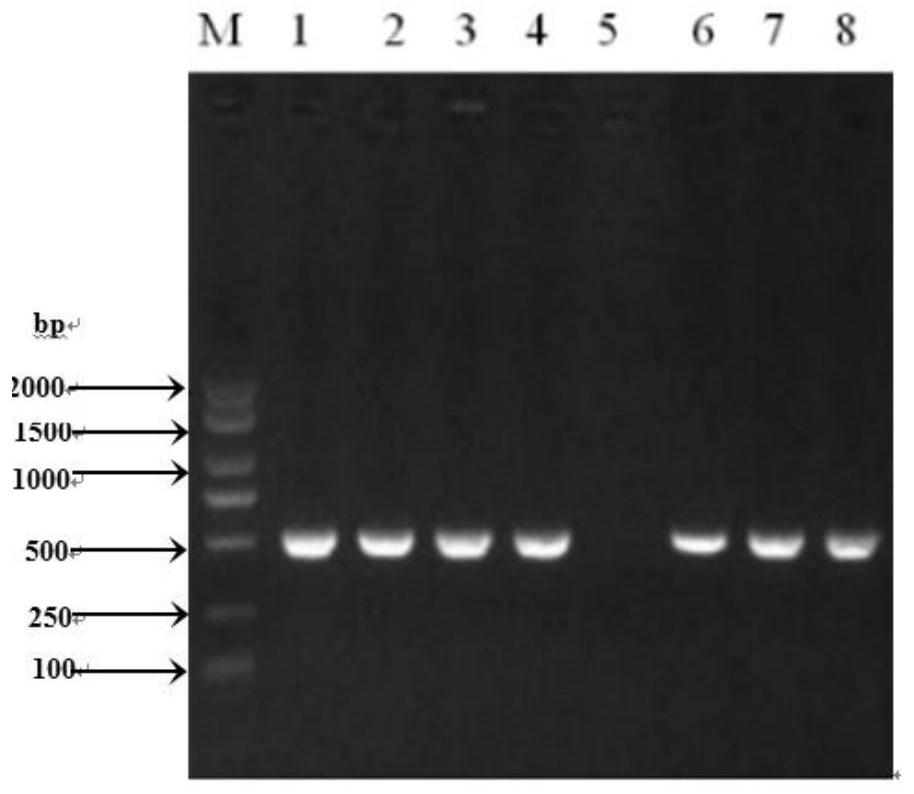 DHFR-based multi-residue fluorescence polarization immunoassay method for sulfonamide synergist drugs