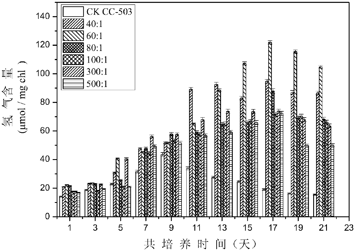 Method for improving hydrogen production quantity of photosynthetic microalgae through phycomycetes co-culture