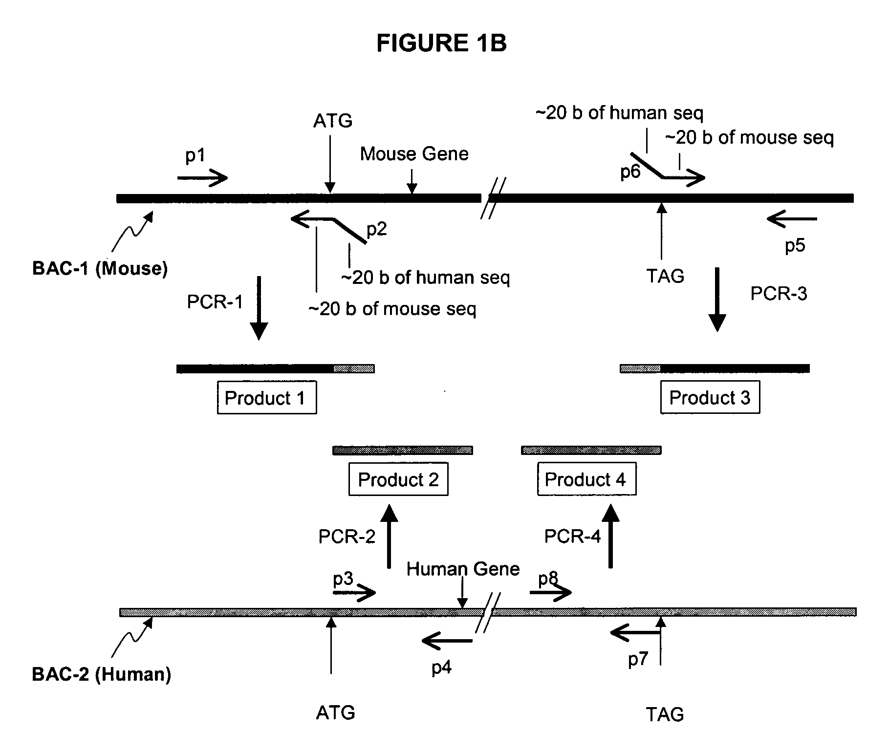 Methods and compositions for the generation of humanized mice