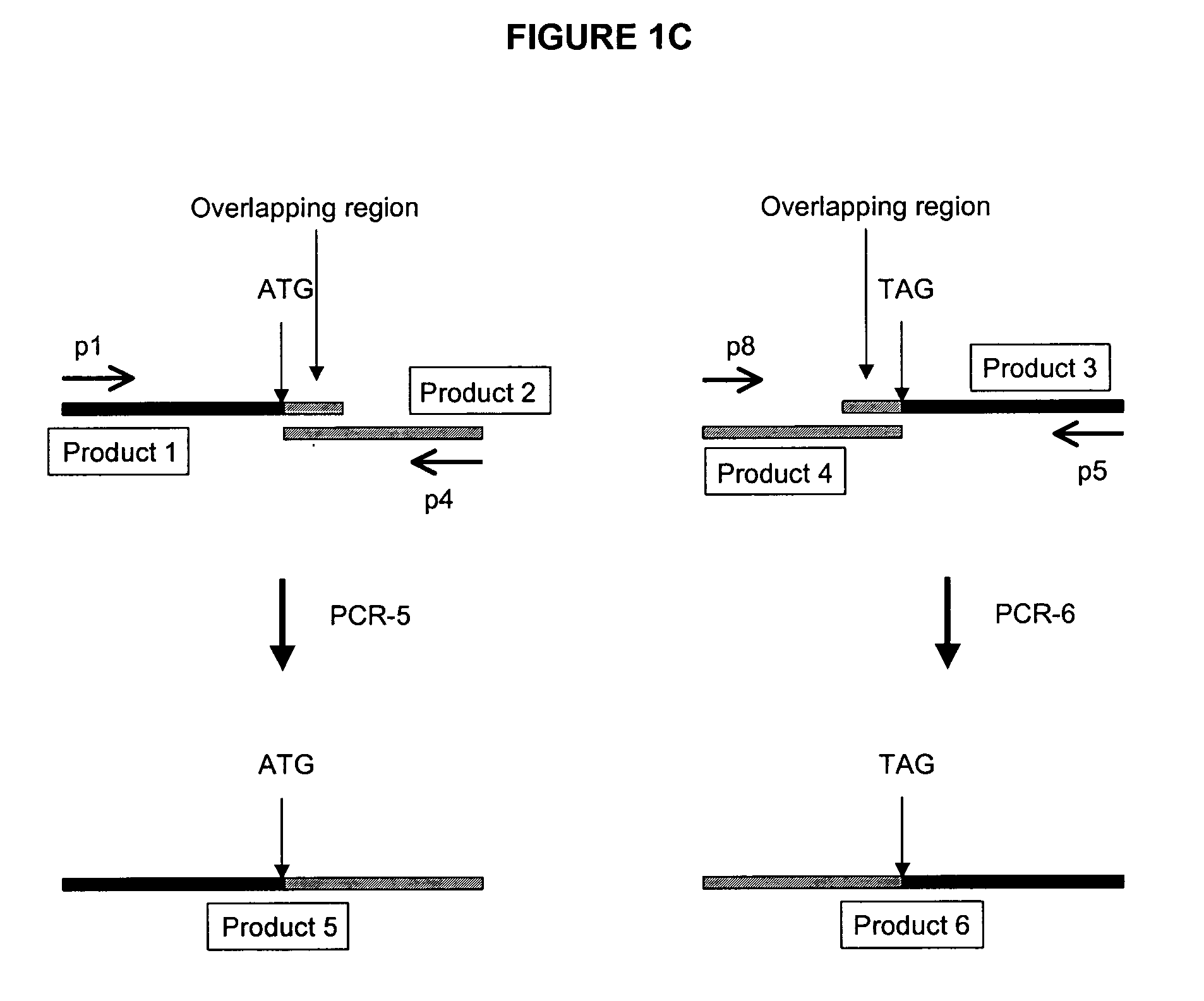 Methods and compositions for the generation of humanized mice