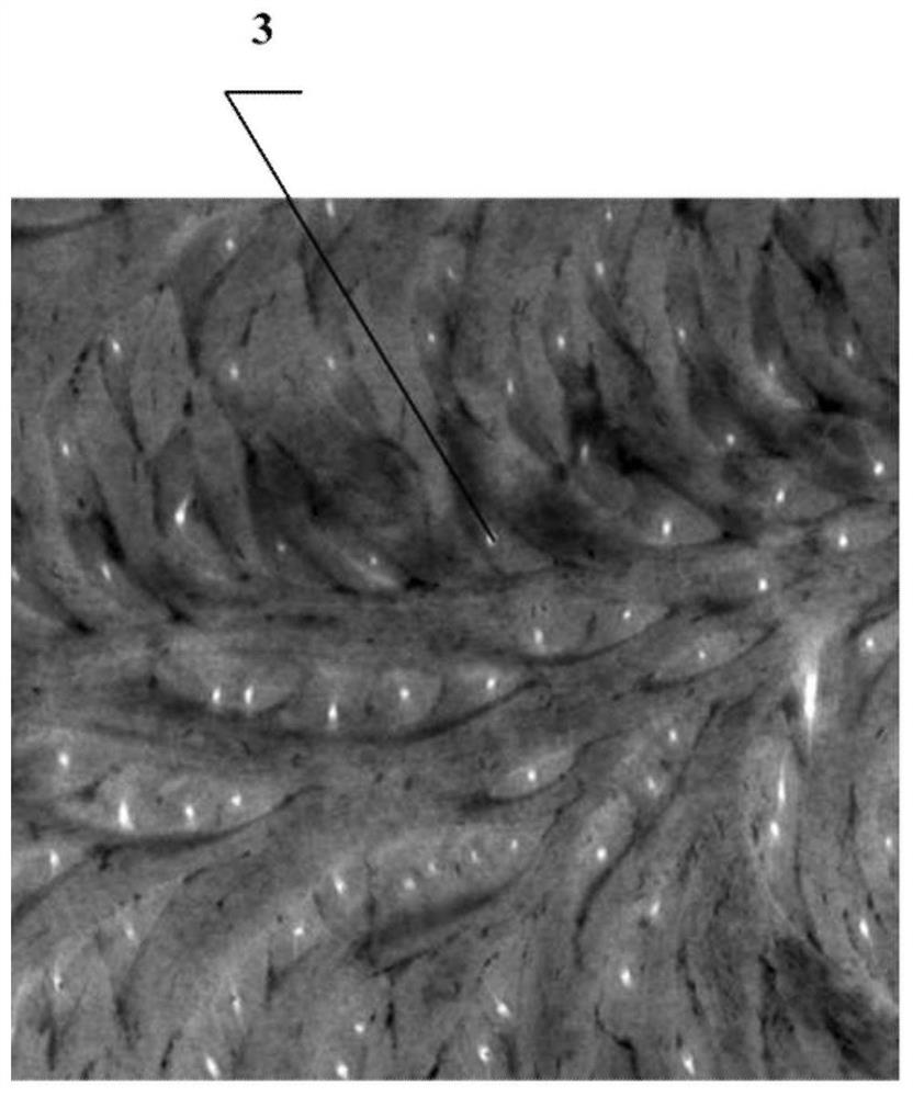 A fiber-reinforced composite material imitating the structure and function of scorpion pincers