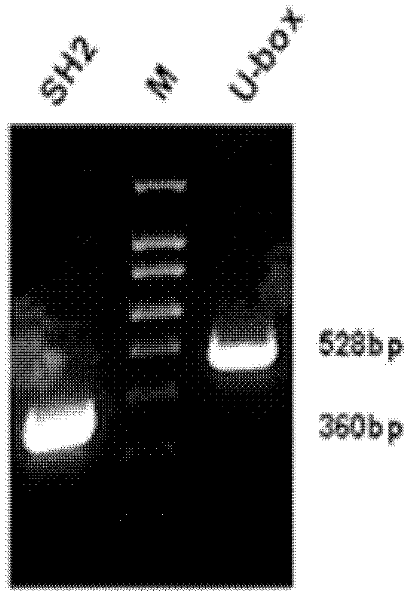 Recombination ubiquitin ligase SH2-U-box fusion gene as well as expression vectors and applications thereof