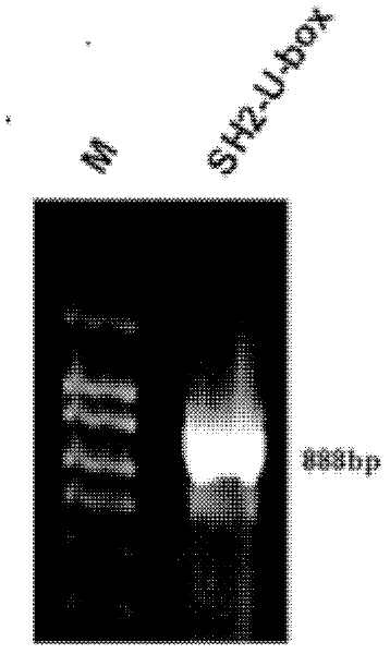 Recombination ubiquitin ligase SH2-U-box fusion gene as well as expression vectors and applications thereof