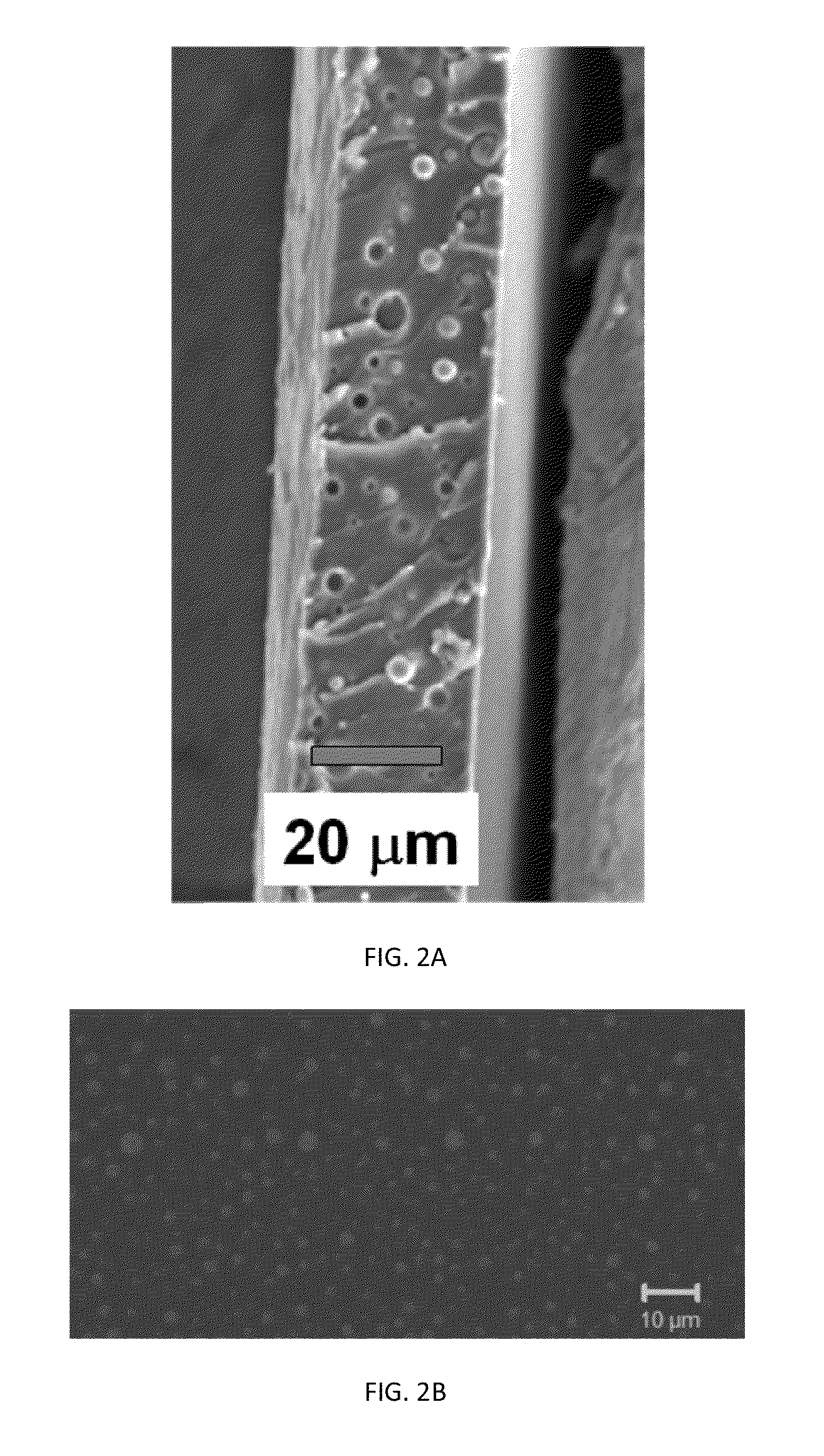 Coatings containing polymer modified enzyme for stable self-cleaning of organic stains