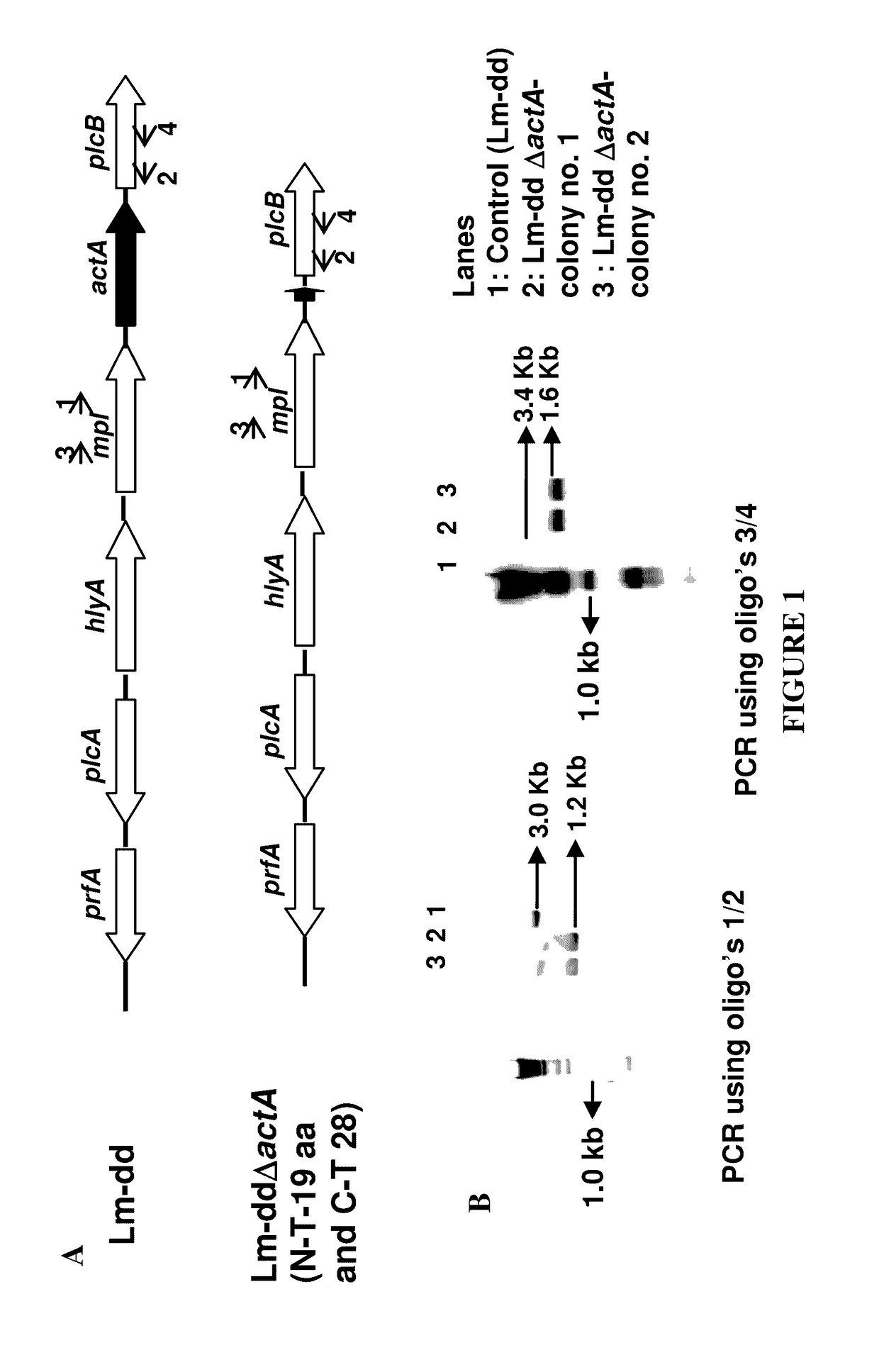 Dual delivery system for heterologous antigens